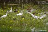 Aigrette garzette